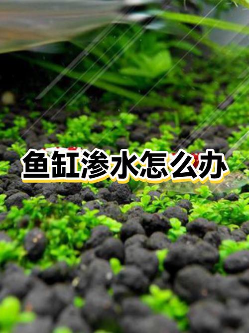 鱼缸突然漏水预示什么