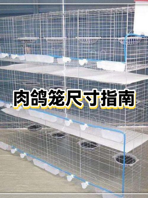 鸽子笼最佳尺寸