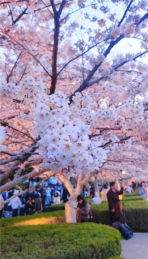樱花介绍