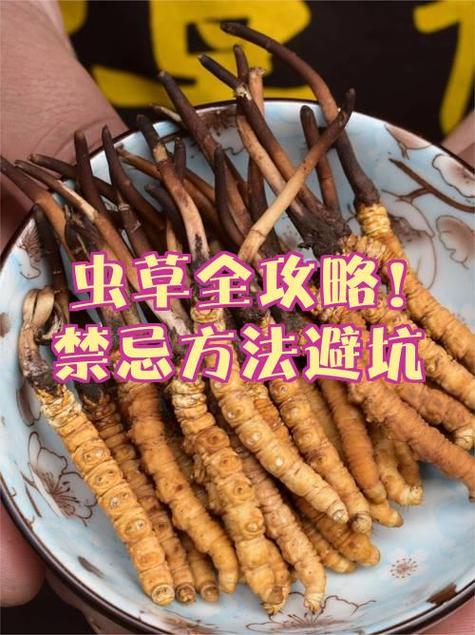 三种人不宜吃虫草