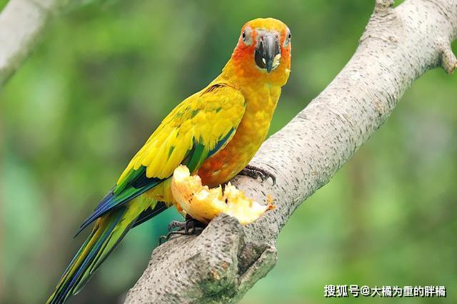 宠物街区块猫什么时候出来的图标