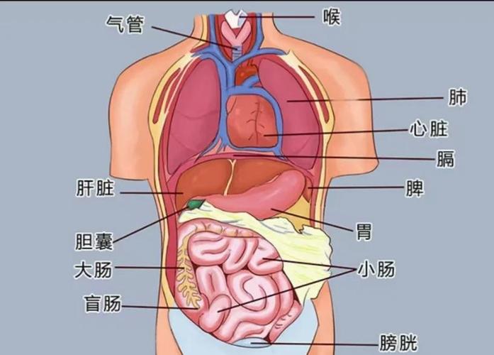 五脏健康6个动作