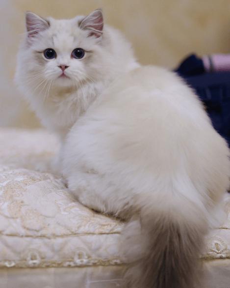 宠物猫布偶猫图标
