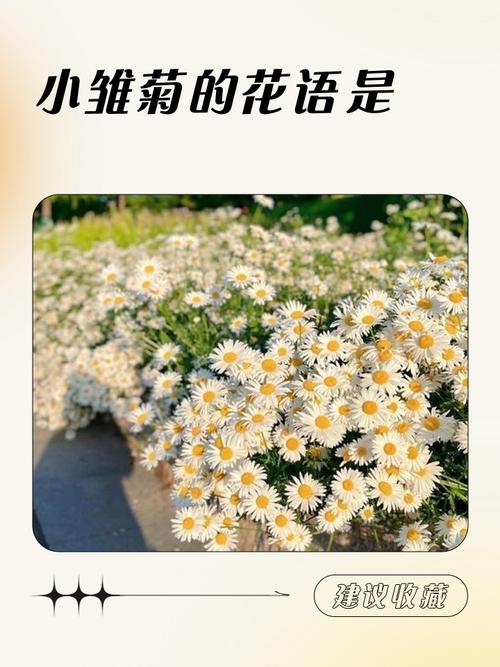 雏菊的寓意和象征图标