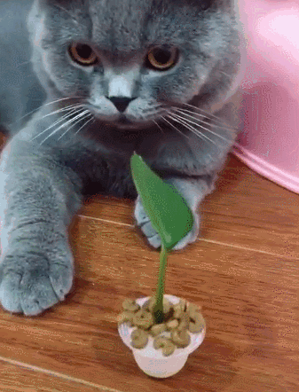 颜控和颜狗区别