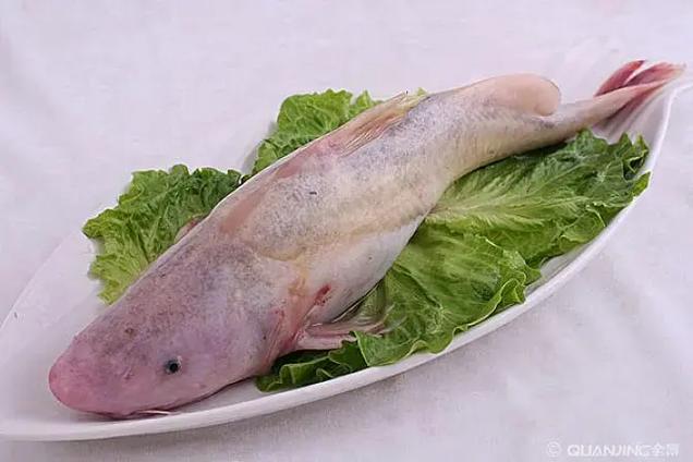 鲞鱼是一种什么鱼