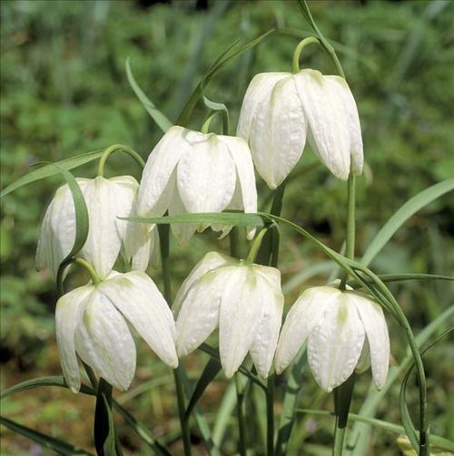 百合百科图标