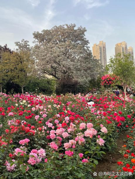 干什么花流量最少