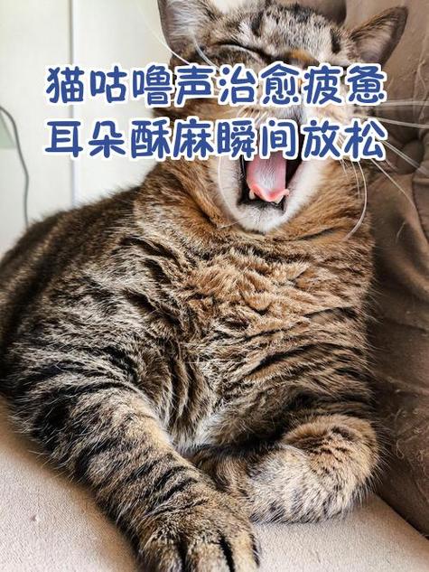 猫咪的所有声音截图