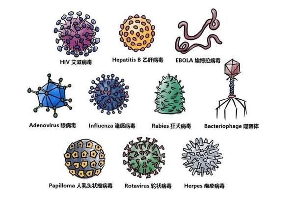 病毒有多少种