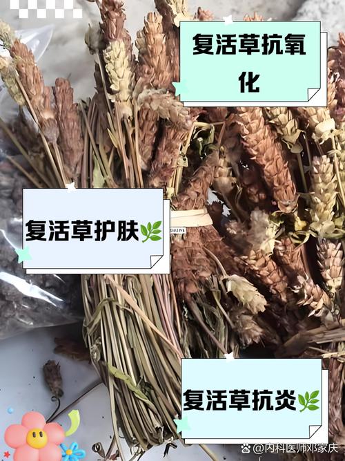 复活草的功效与作用对皮肤的作用