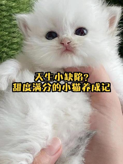 小猫成长记