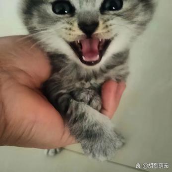 没满月的小猫很难养活吗