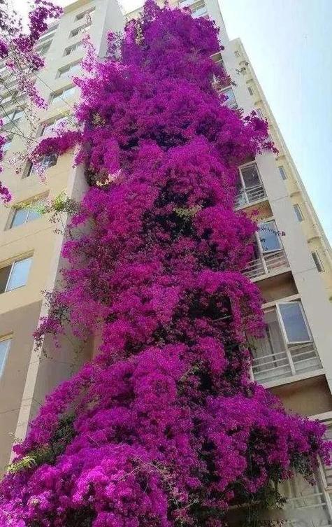 三角梅花一年开几次