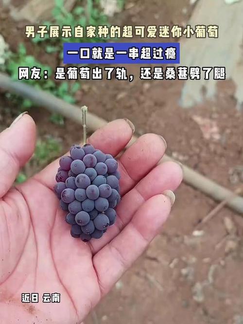 迷你葡萄的价格分析截图