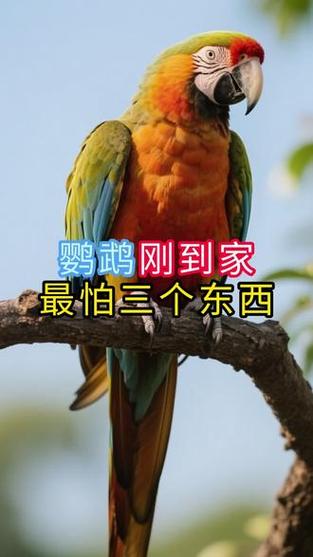 鹦鹉刚到家最怕三个东西缩略图