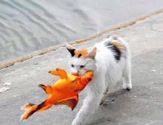 转发这只猫吃掉锦鲤