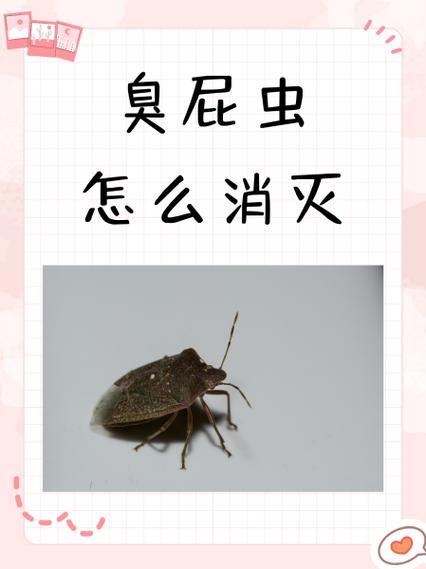 臭屁虫怎么消灭最彻底的方法图标