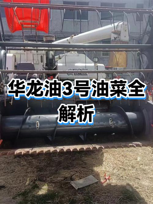华龙油3号油菜品种简介