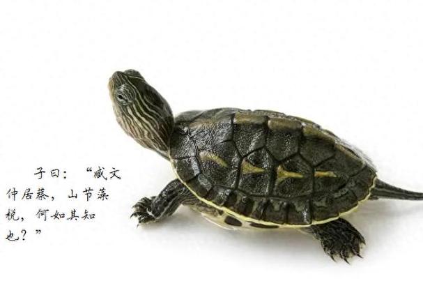 翻译乌龟