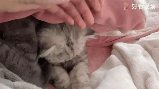 猫钻人被窝里哼哼唧唧缩略图