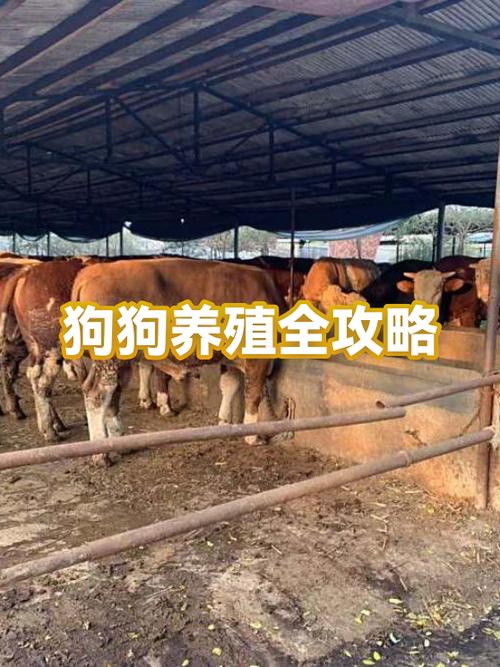 养狗养殖场要什么手续缩略图