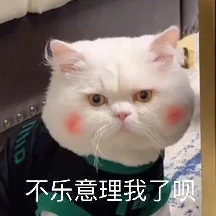 什么动物不理人