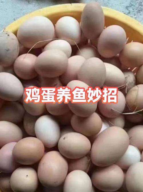 鸡蛋捉鱼什么原理