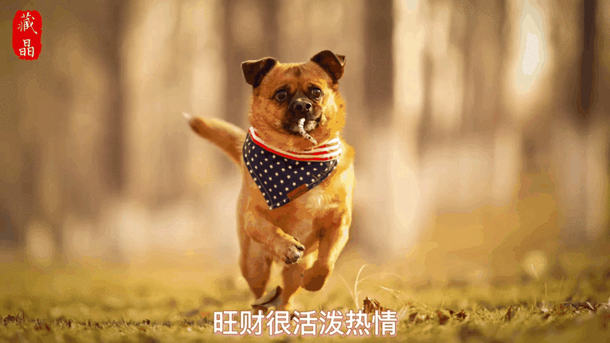 开心小狗狗的视频