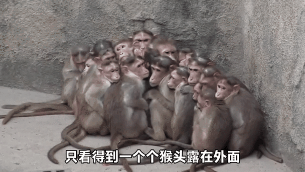 抱团打一准确动物