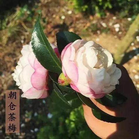 日本最顶级的茶梅