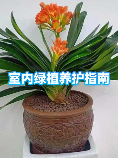 绿植的种植方法缩略图