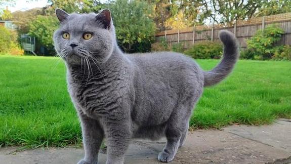 英短蓝猫怎么看品相图标