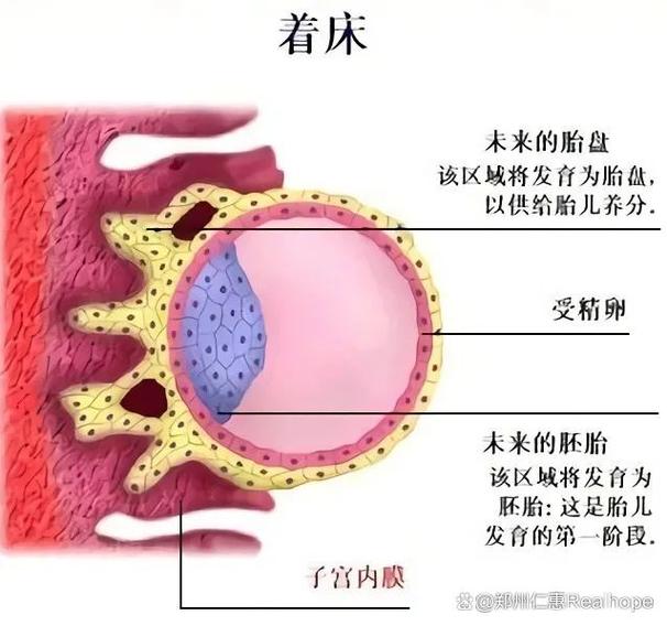 子宫vero胎归文缩小