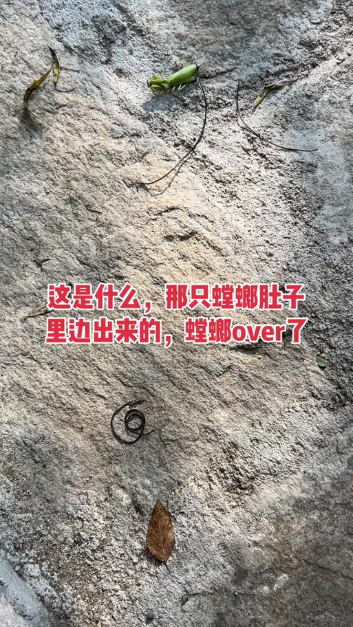 飞雪寄生虫母体生存100天一口气