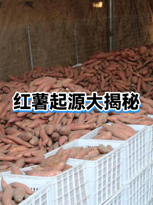 地瓜起源于哪个国家