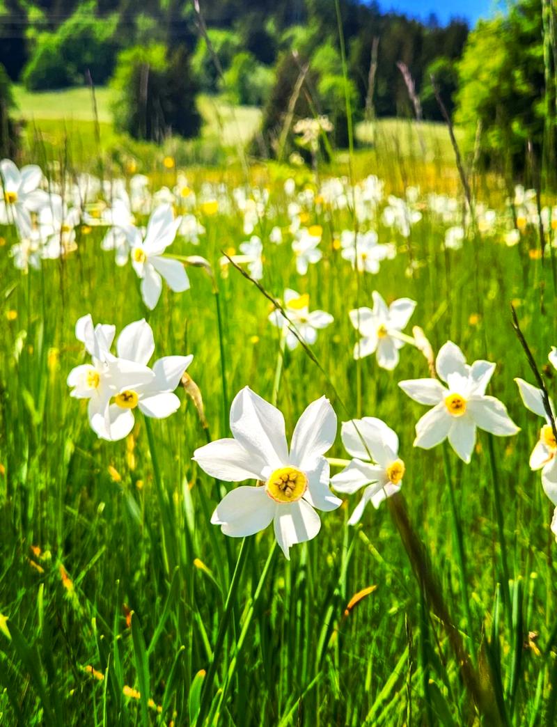 水仙花从花苞到开花过程