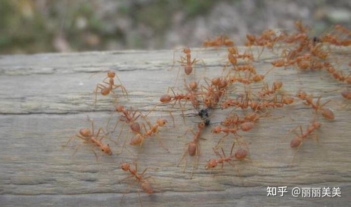 为什么家里会出现蚂蚁缩略图