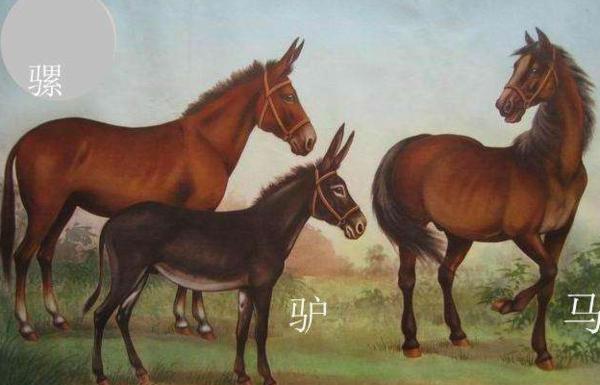如何区别驴和骡子