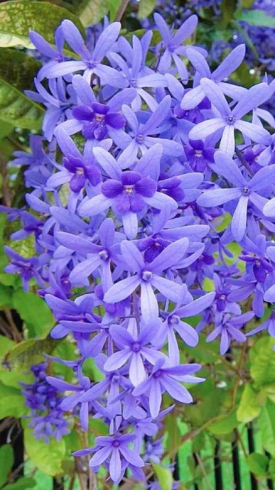 蓝花藤花语