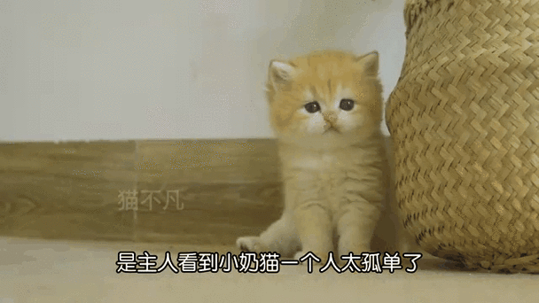 和小喵v3.1.9