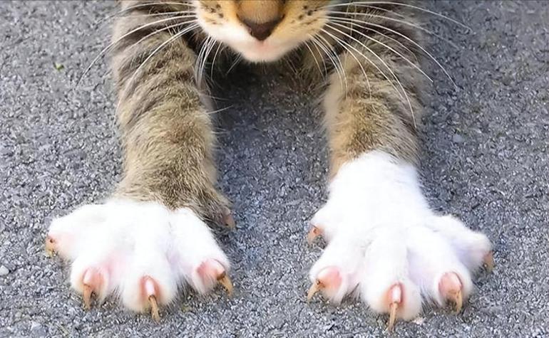 猫爪子上会携带狂犬病毒吗