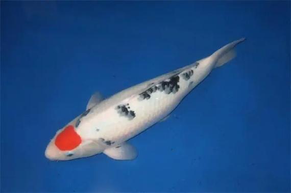 锦鲤掉鳞怎么治疗