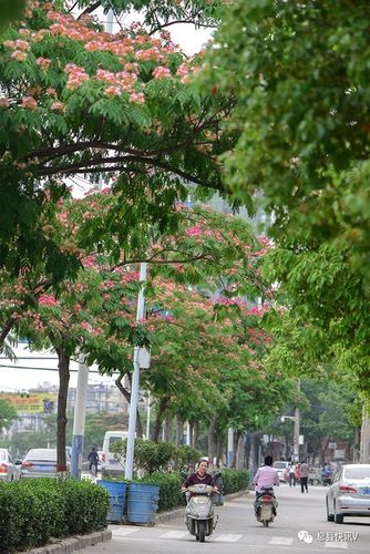 《大道合欢》