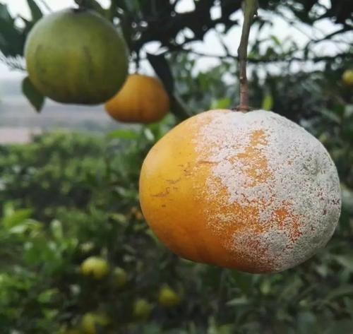 柑橘青绿霉图标