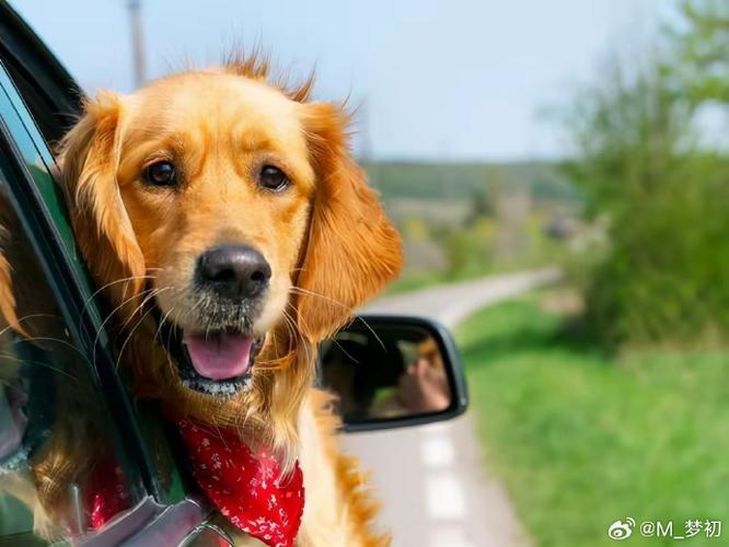 怎么带小猫出去旅游