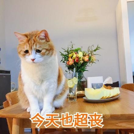 今天又是很丧的一天表情包缩略图
