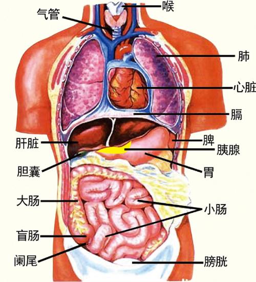 全身器官图名称位置