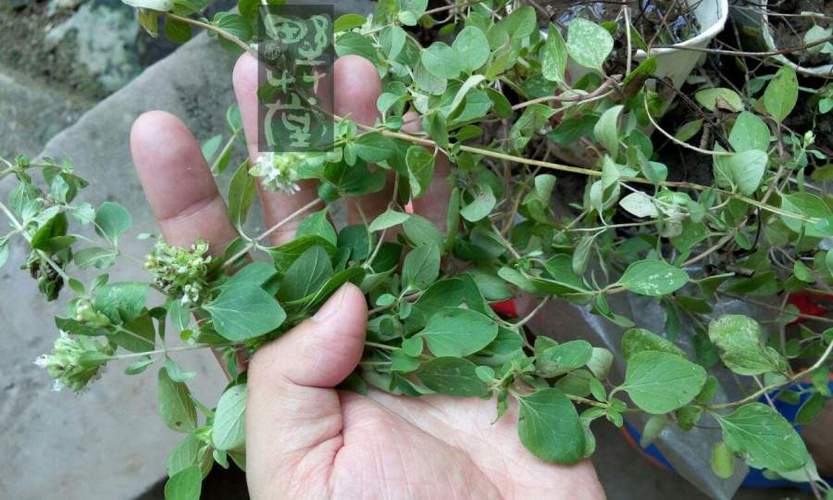 龙涎草植物图片截图