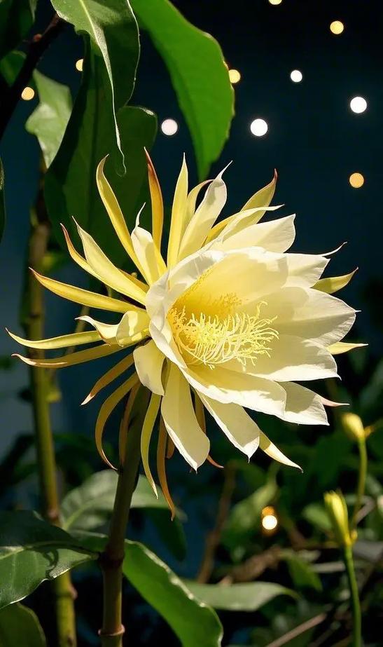 昙花虽美截图